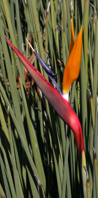 Rush-leaved Strelitzia
